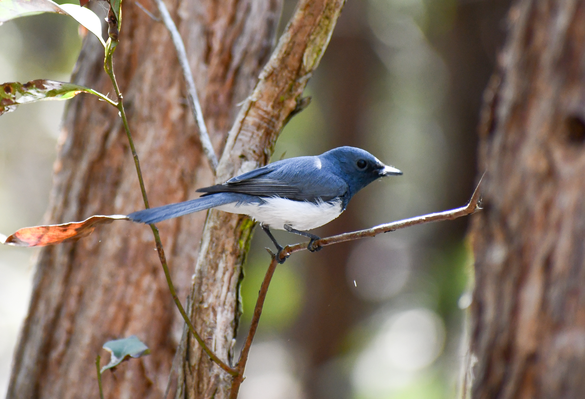 Leaden Flycatcher