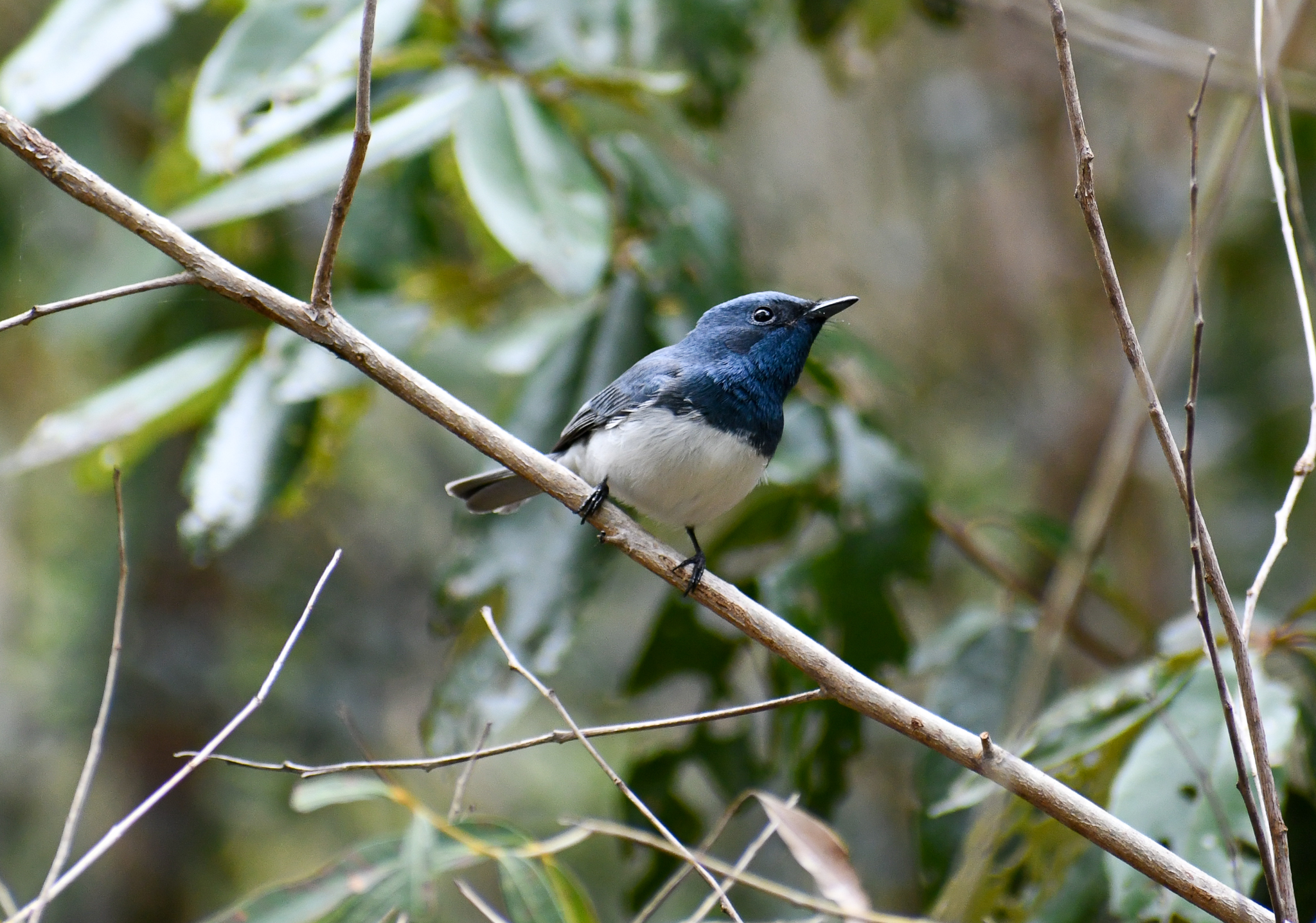 Leaden Flycatcher