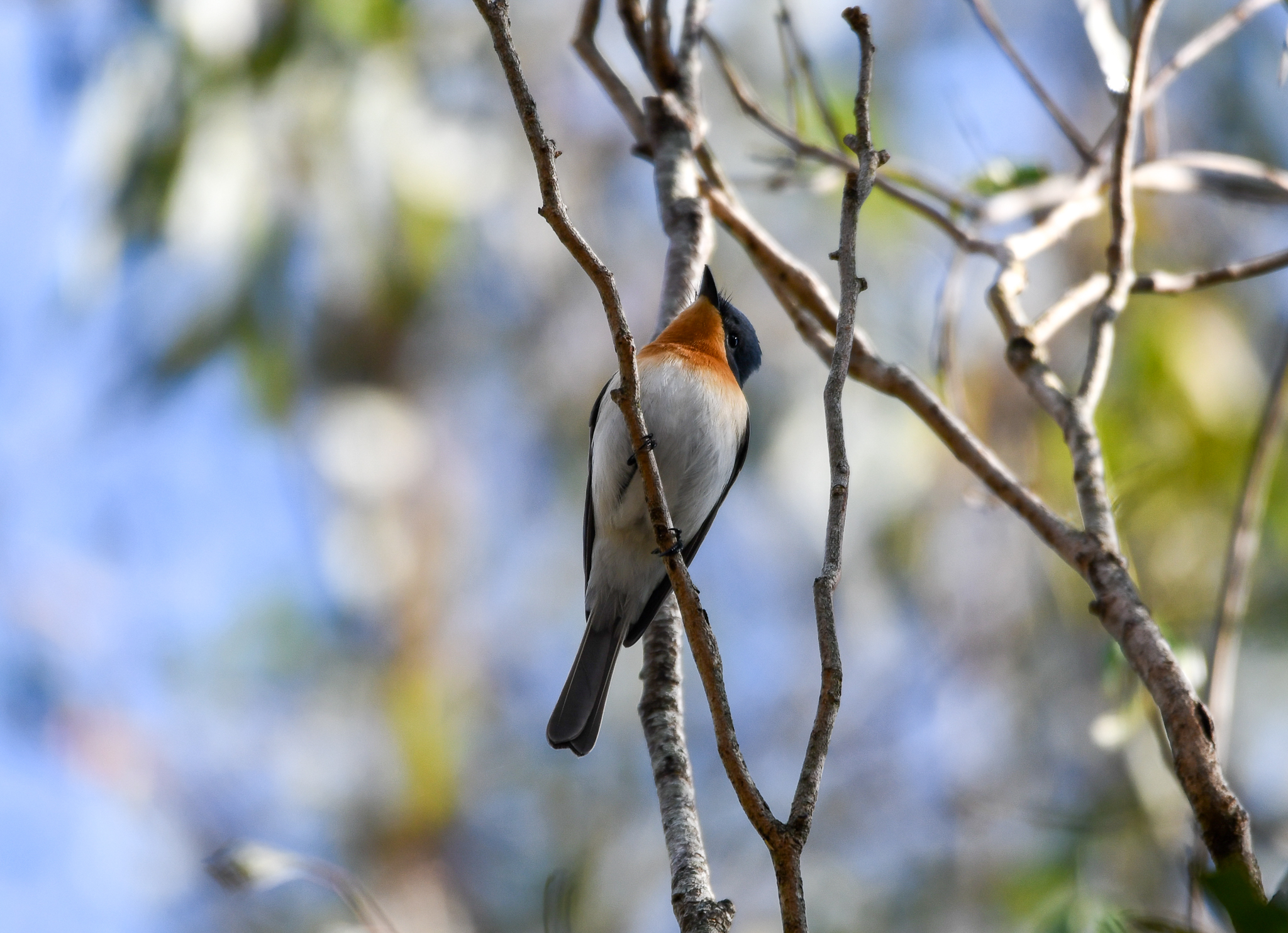 Leaden Flycatcher
