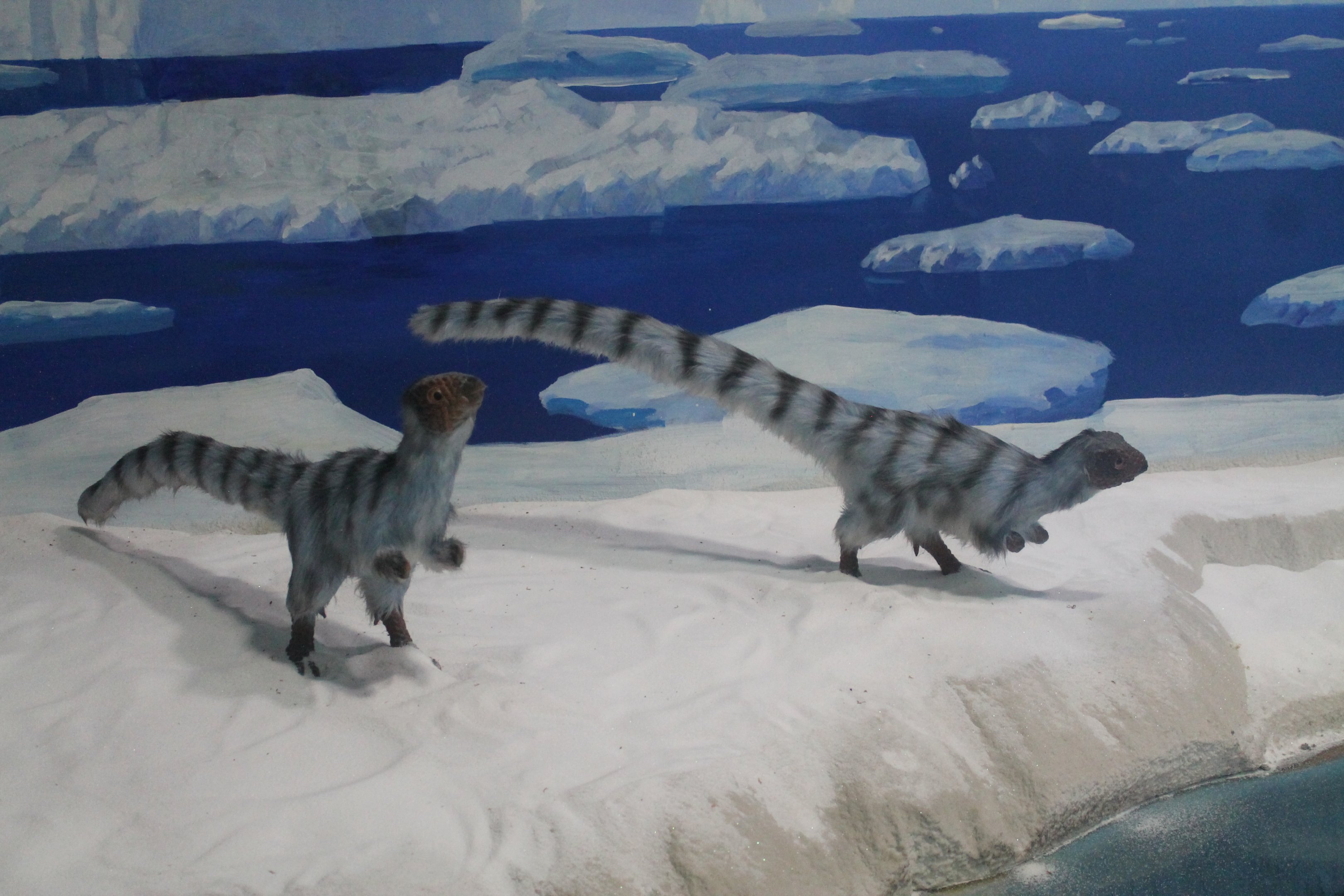 Leaellynasaura models - Shaanxi Nature Museum