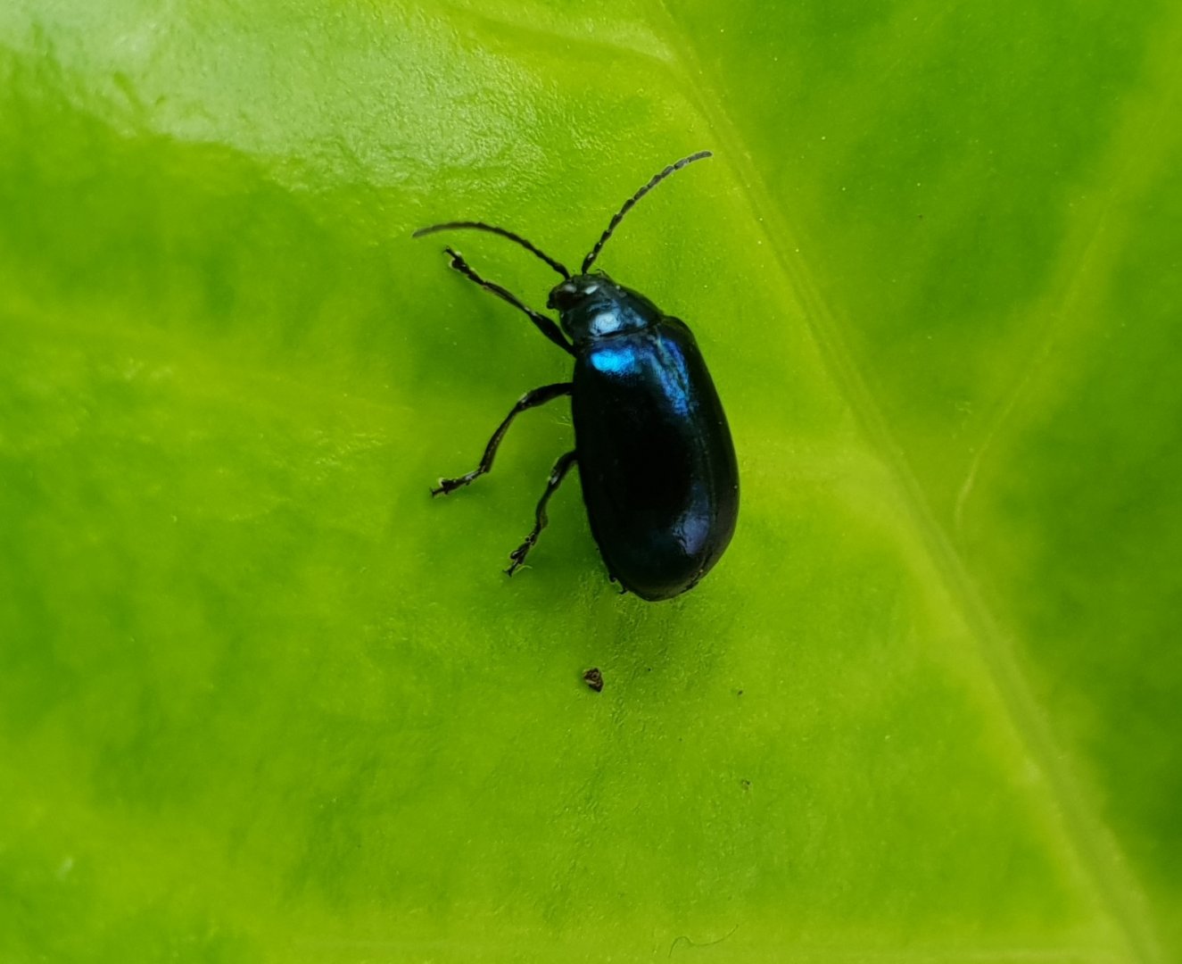 Leaf beetle