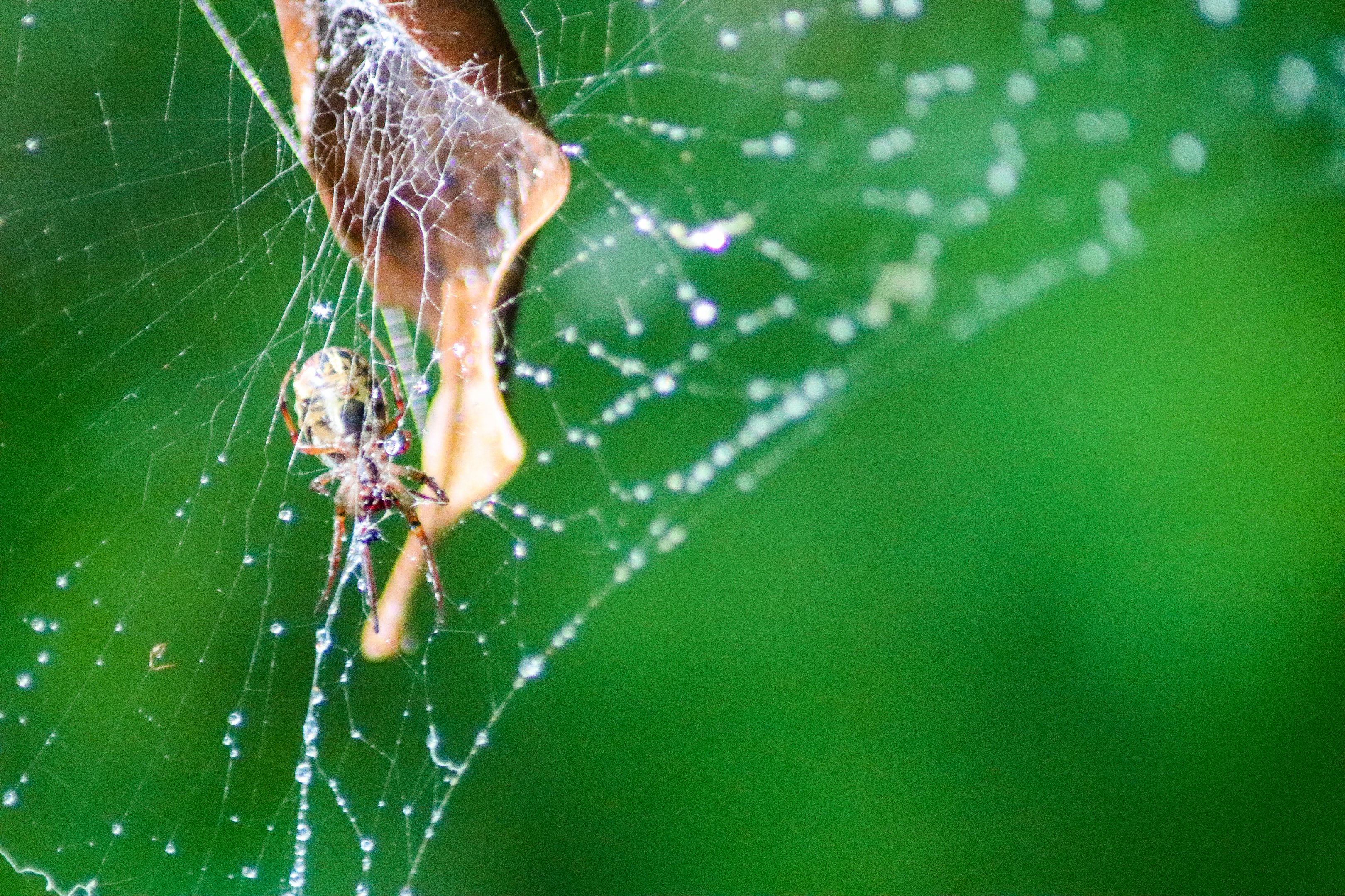 Leaf-curling Spider (Phonognatha graeffei)