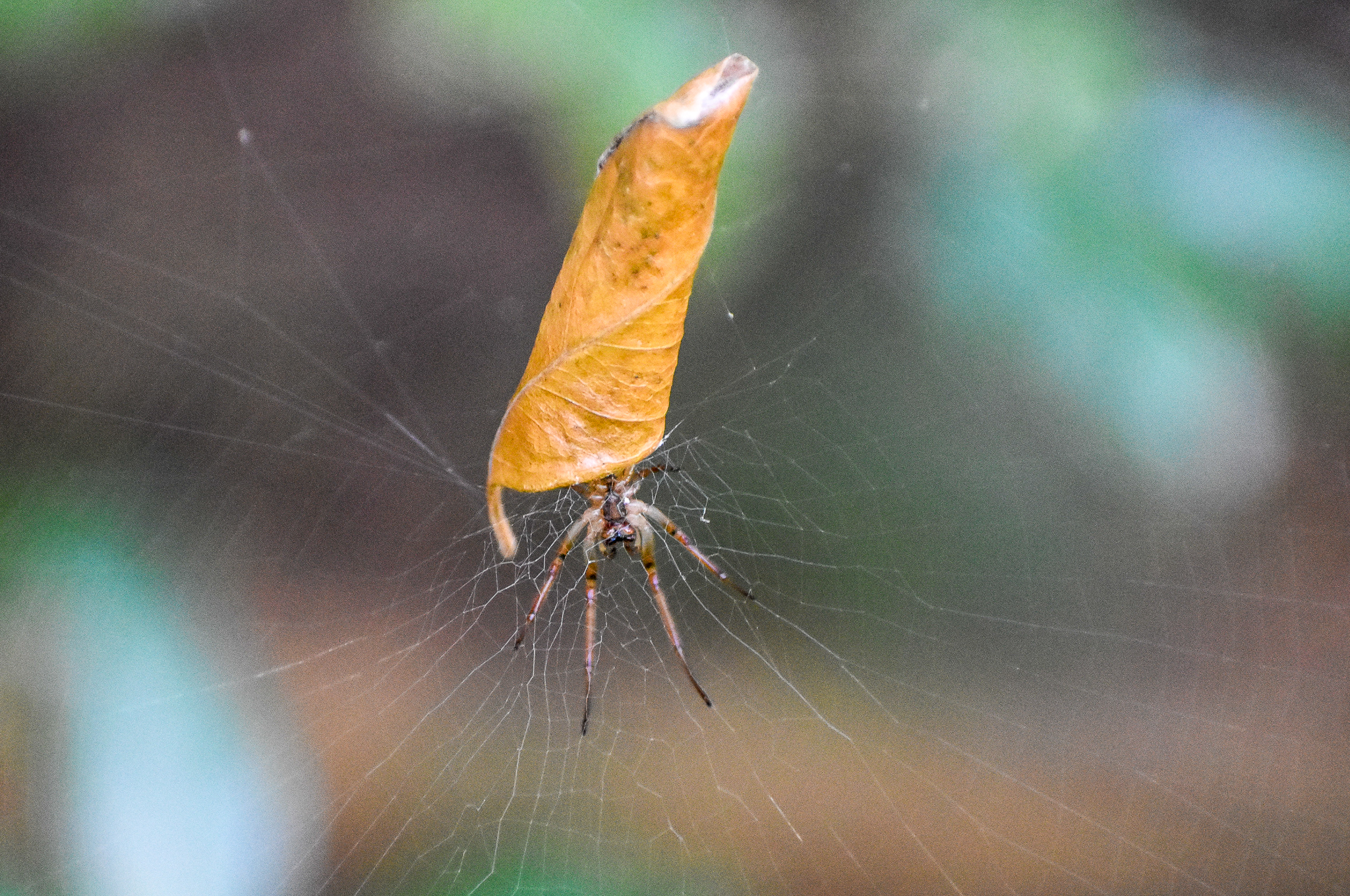 Leaf-curling Spider