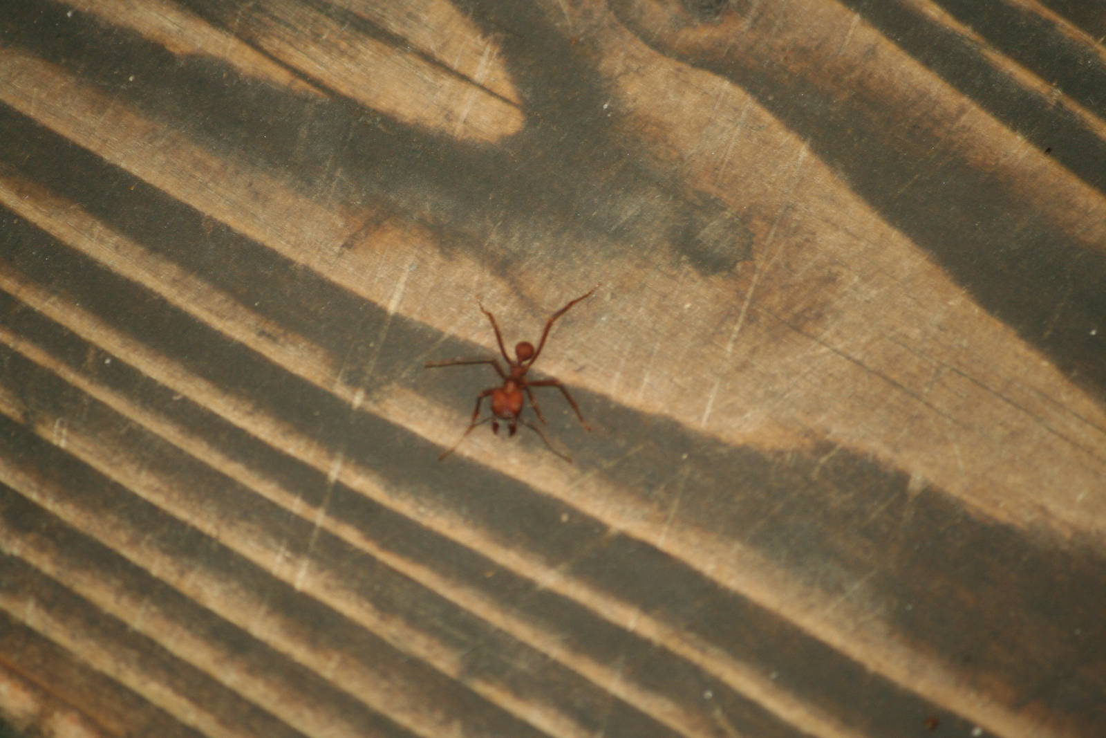 Leaf-cutter ant, 01/10/2011