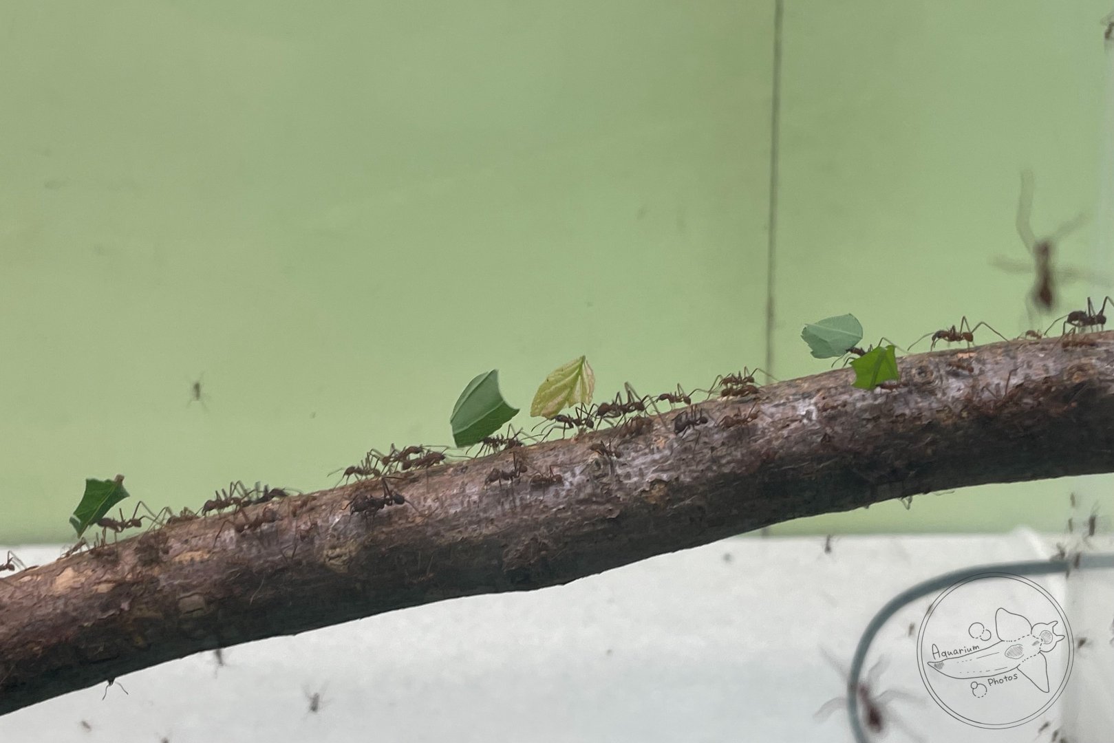Leaf-cutter Ant (Atta sexdens) Exhibit
