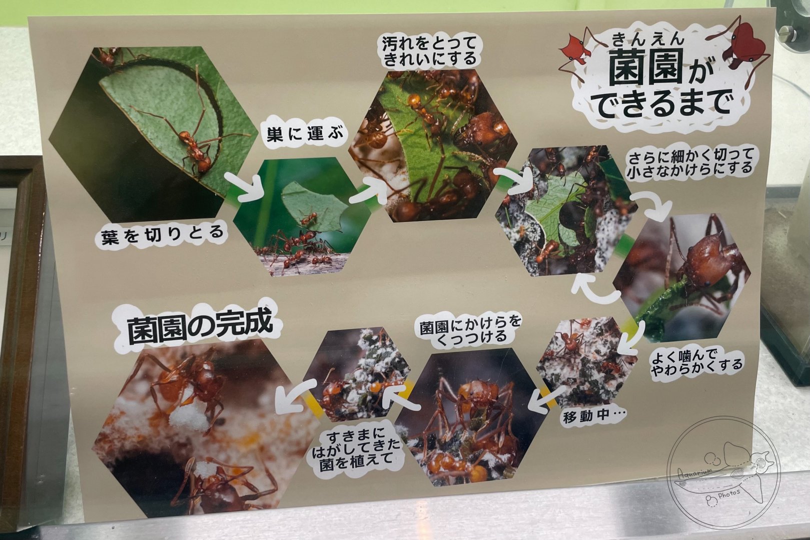 Leaf-cutter Ant (Atta sexdens) Sign