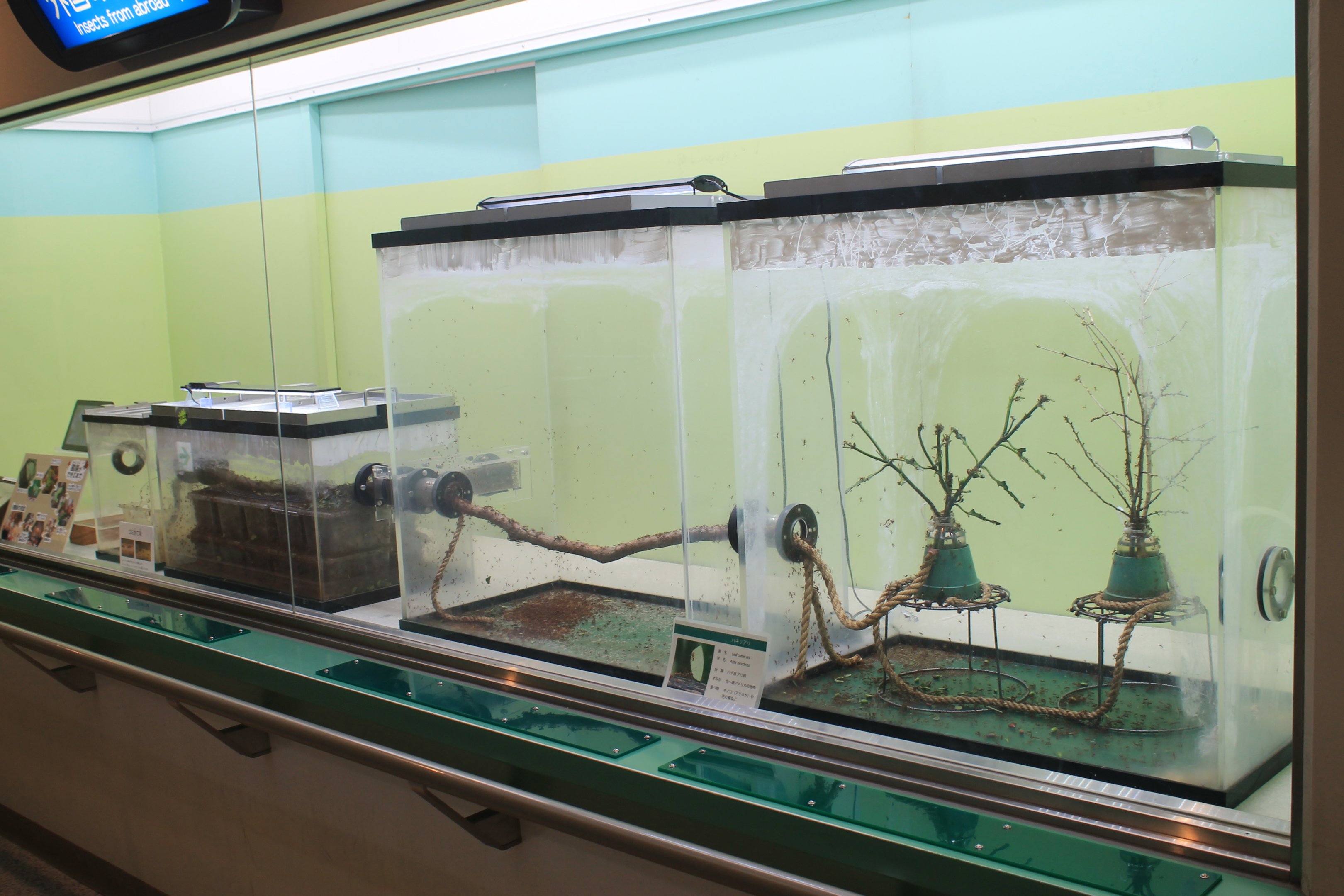 Leaf-cutter Ant display - Insectarium