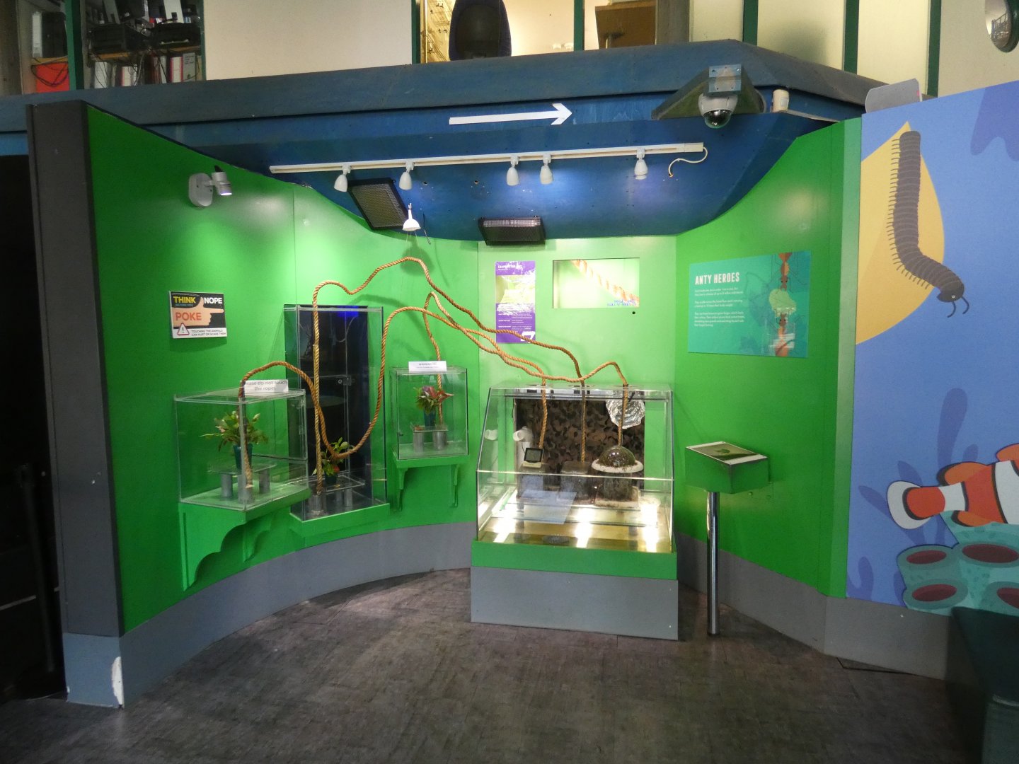 Leaf-cutter ant display