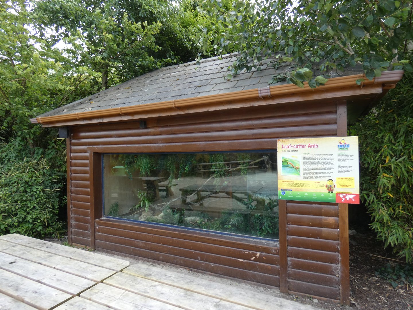 Leaf-cutter ant display