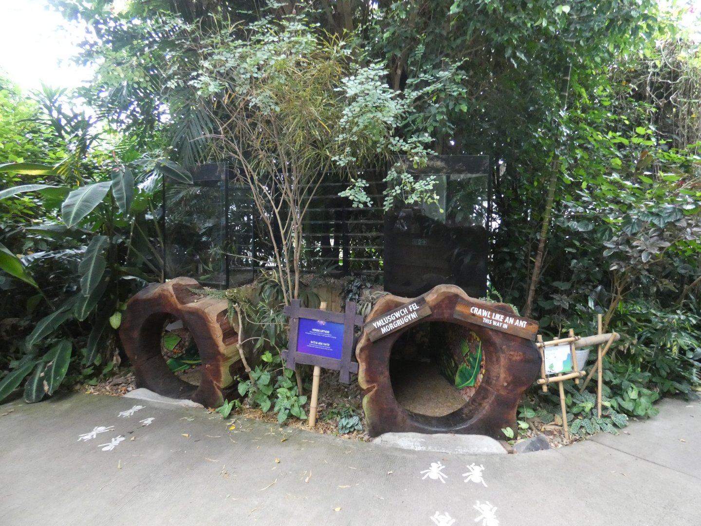 Leaf-cutter ant enclosure (Plantasia Swansea)