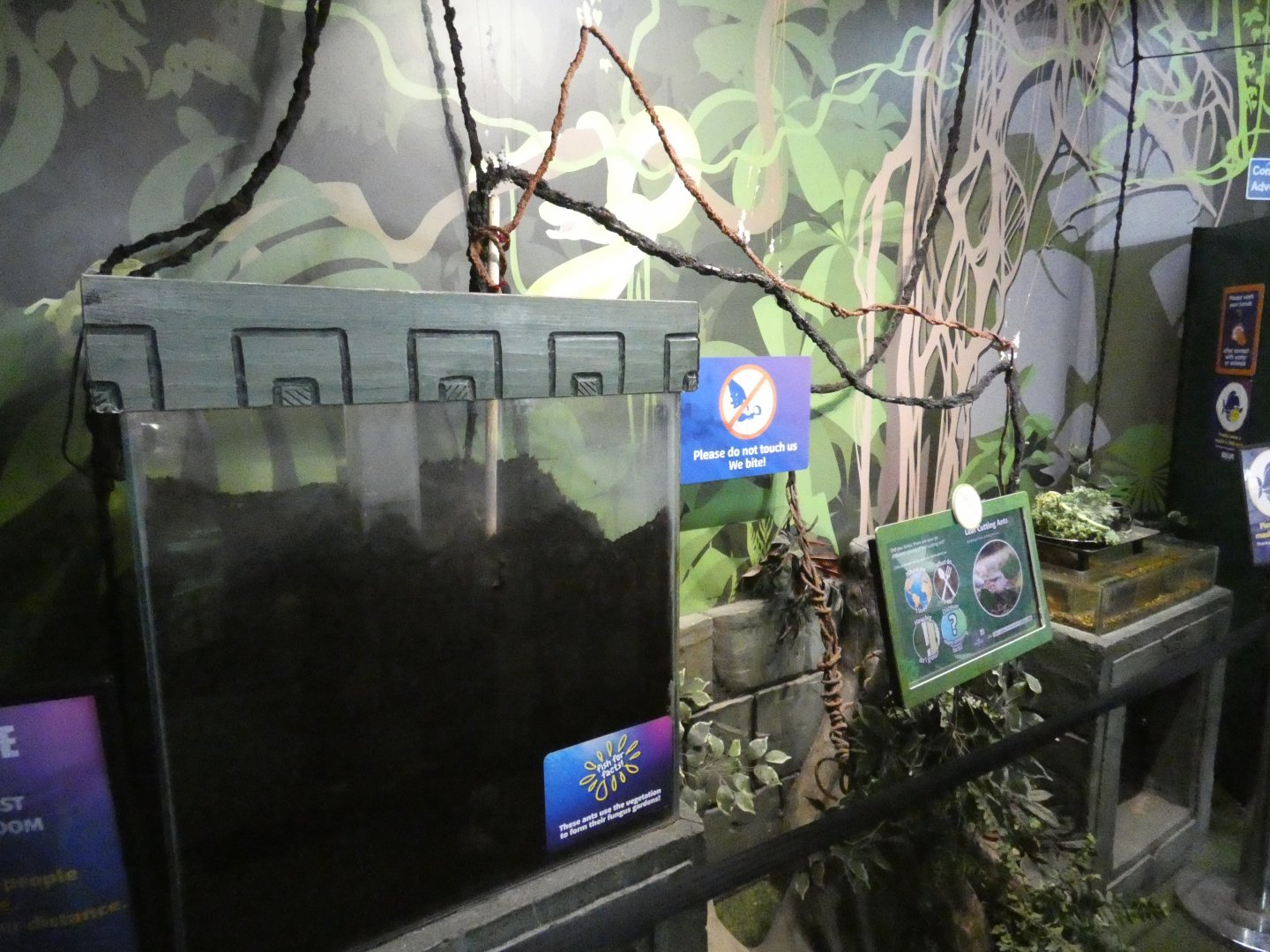 Leaf-cutter ant enclosure