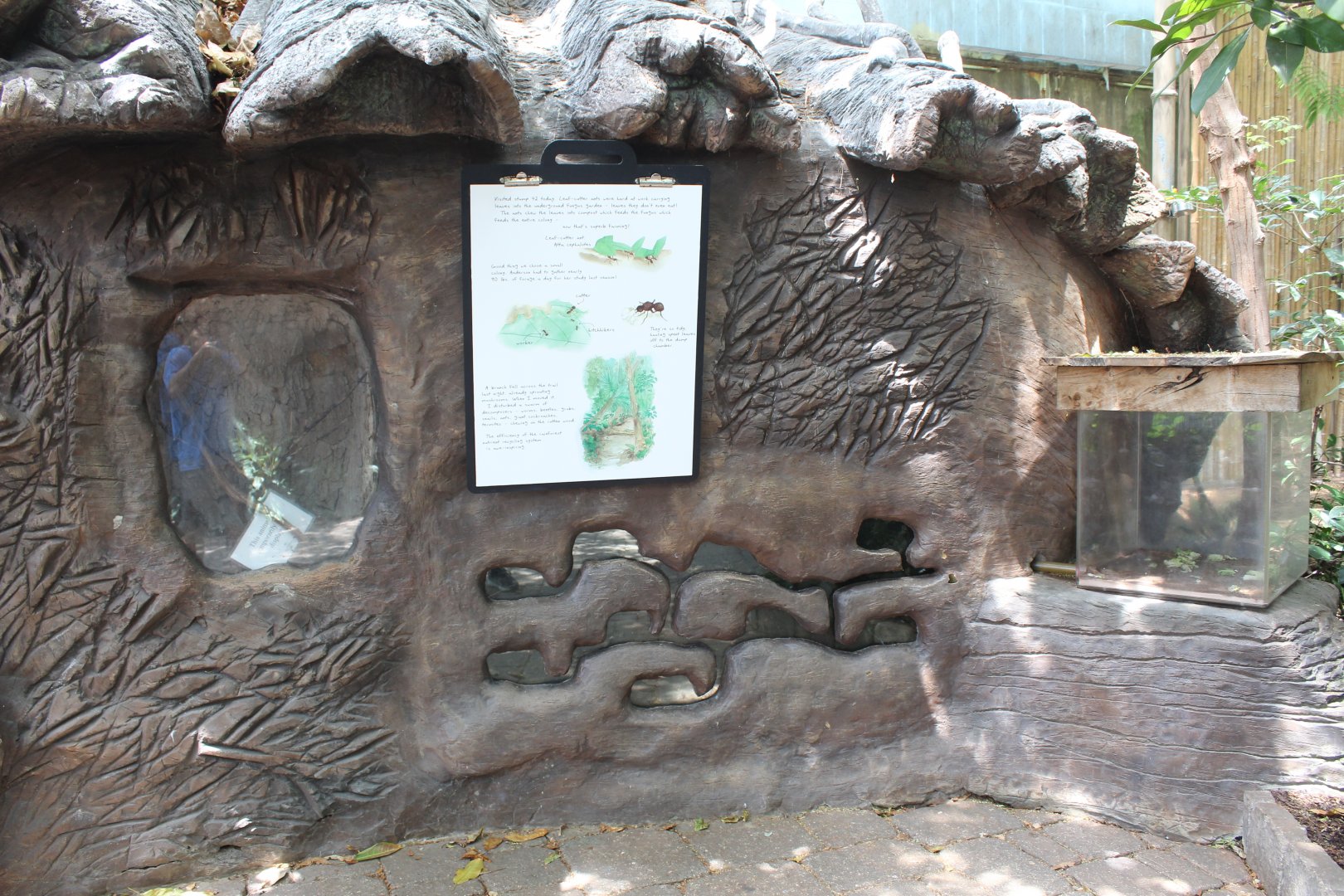 Leaf-Cutter Ant Exhibit - Tropical Discovery