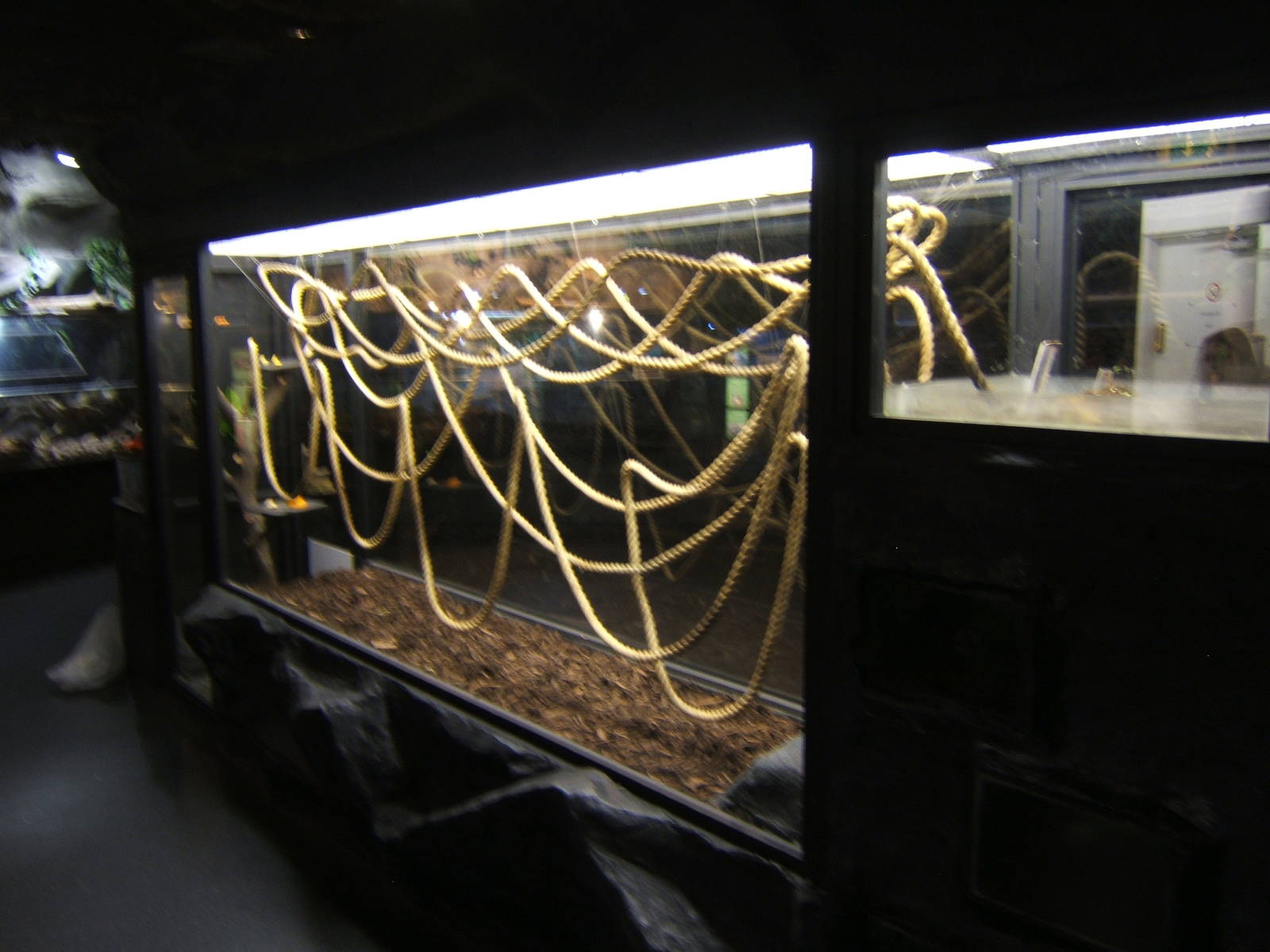 Leaf-cutter Ant exhibit