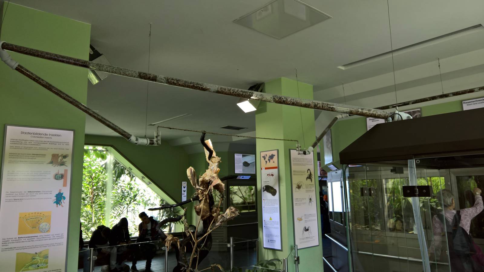 Leaf cutter ant exhibit