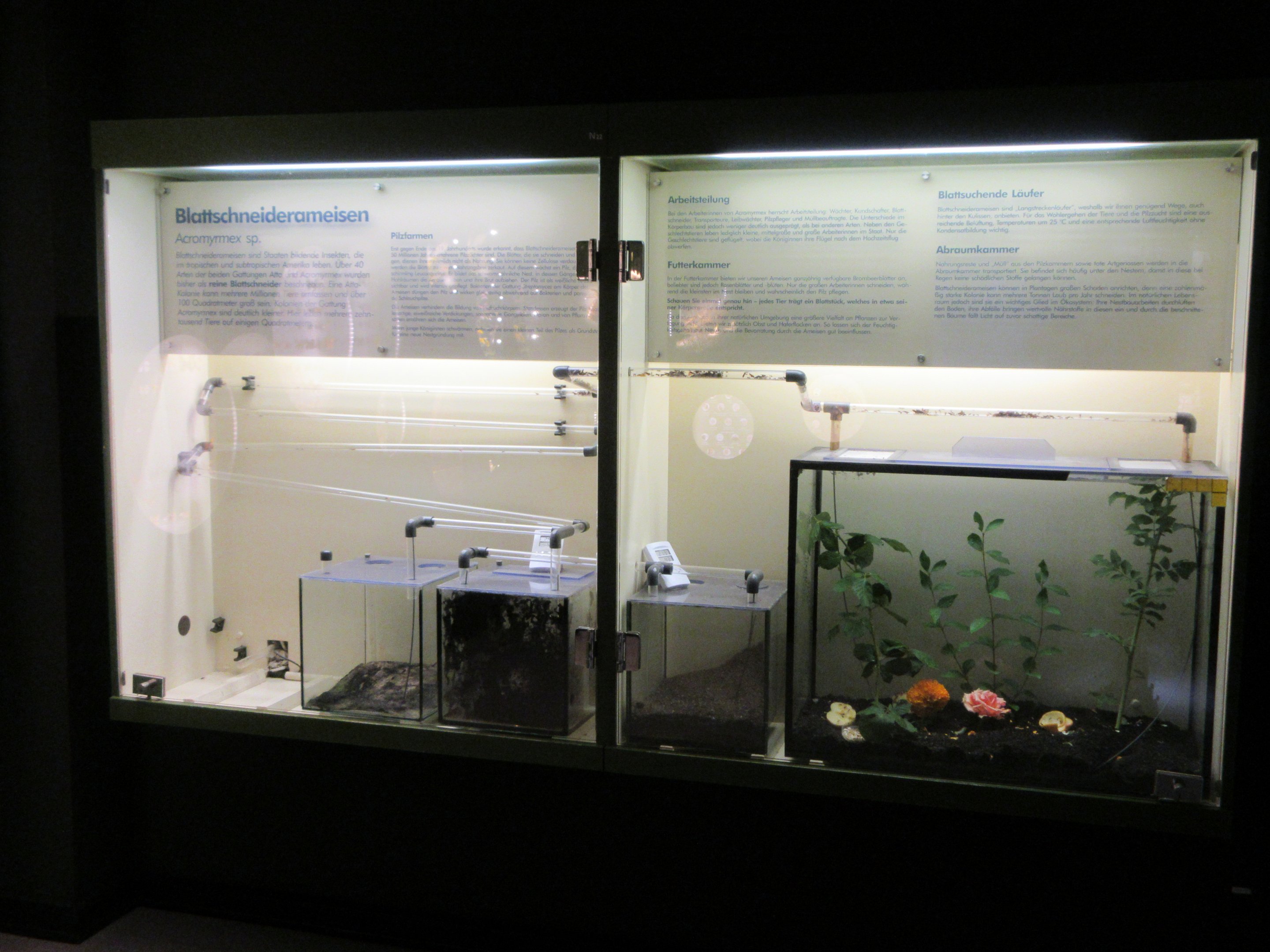 Leaf-cutter Ant Exhibit