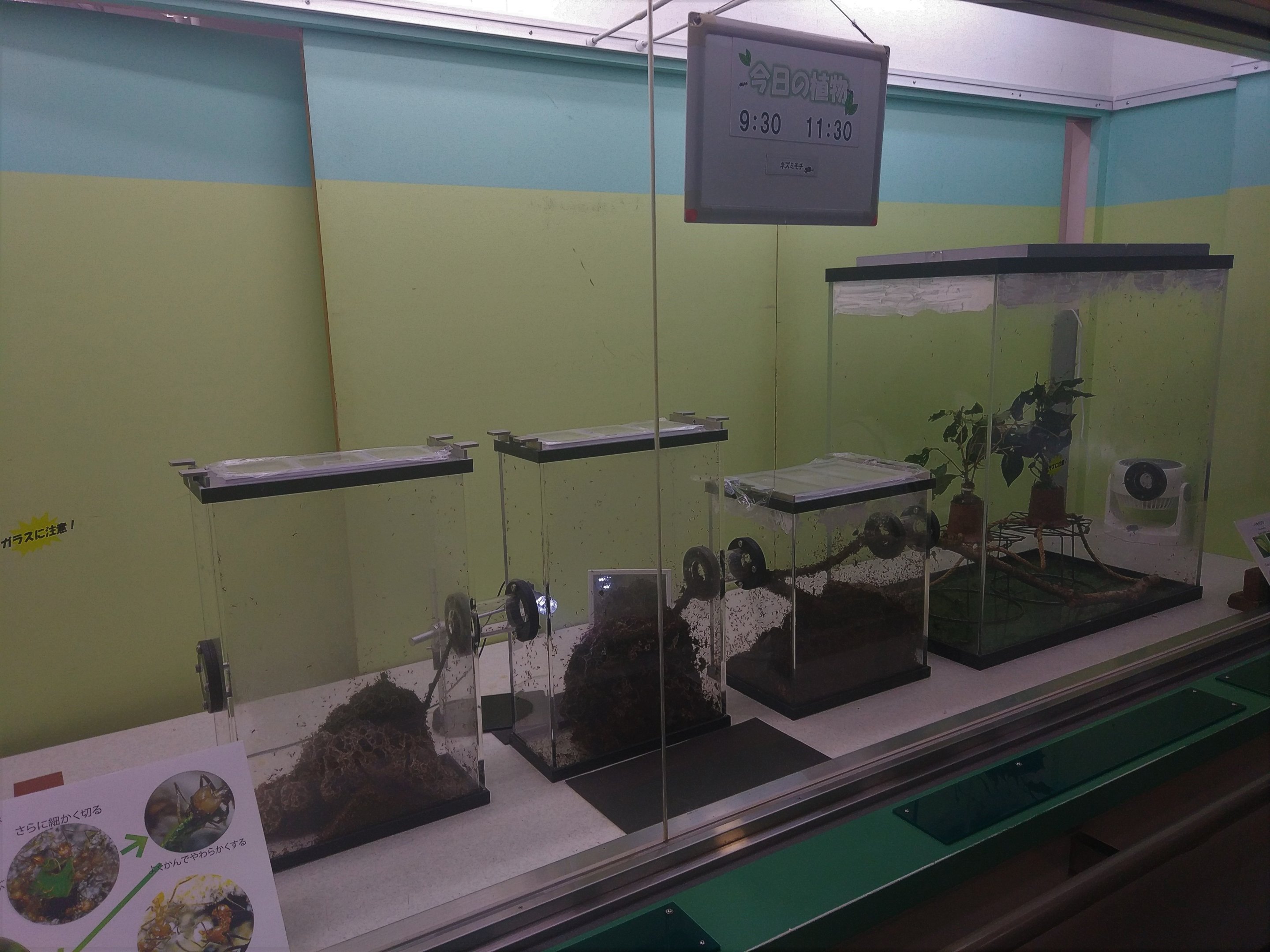 Leaf Cutter Ant Exhibit
