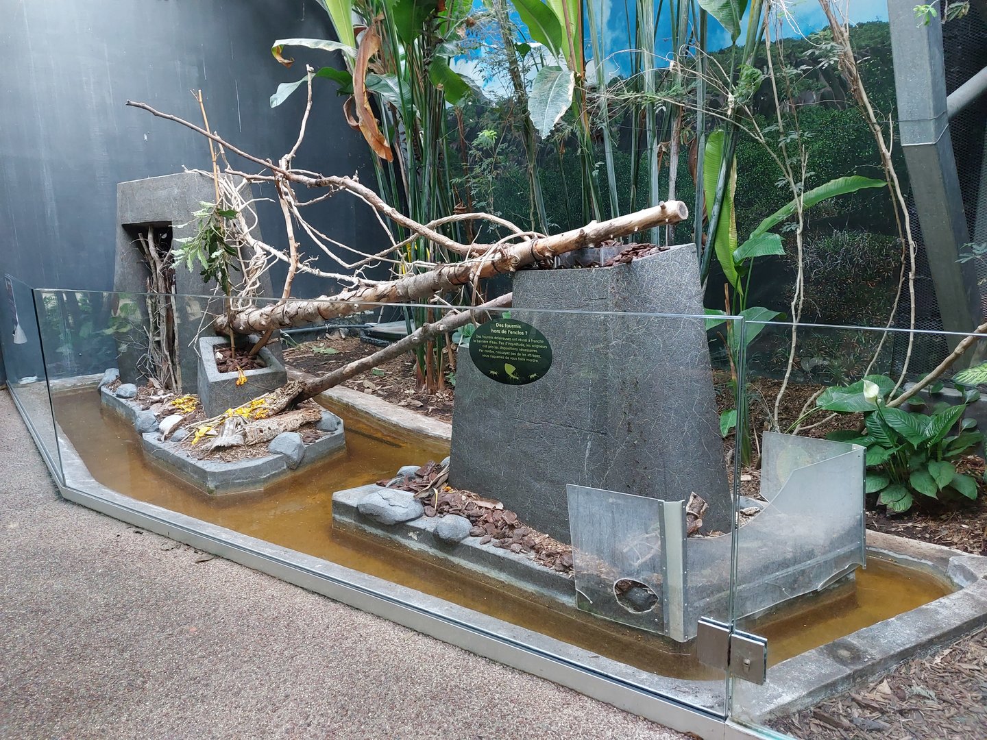 Leaf cutter ant exhibit