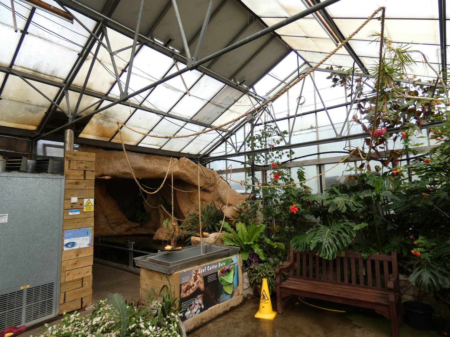 Leaf-cutter ant exhibit