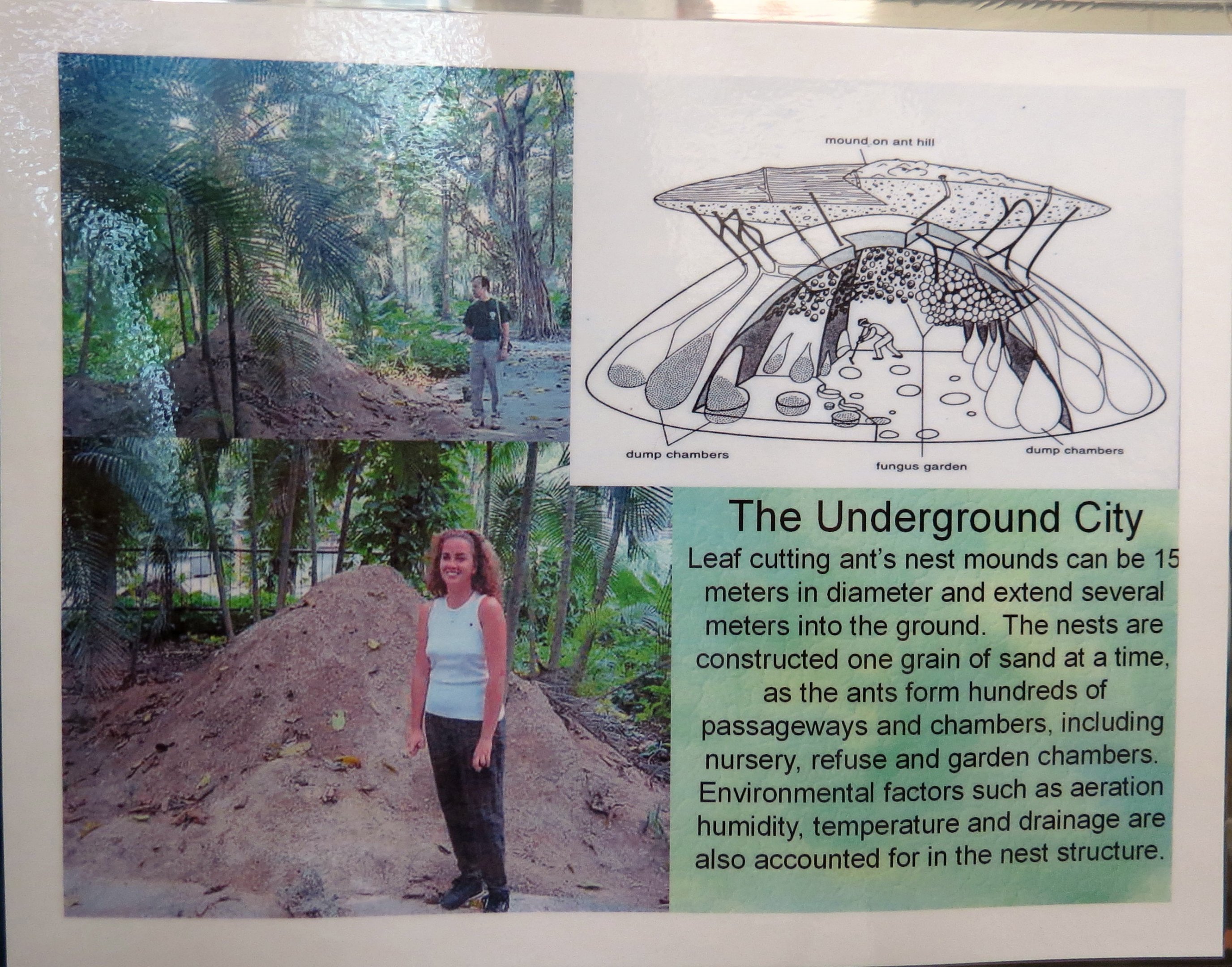 Leaf Cutter Ant poster