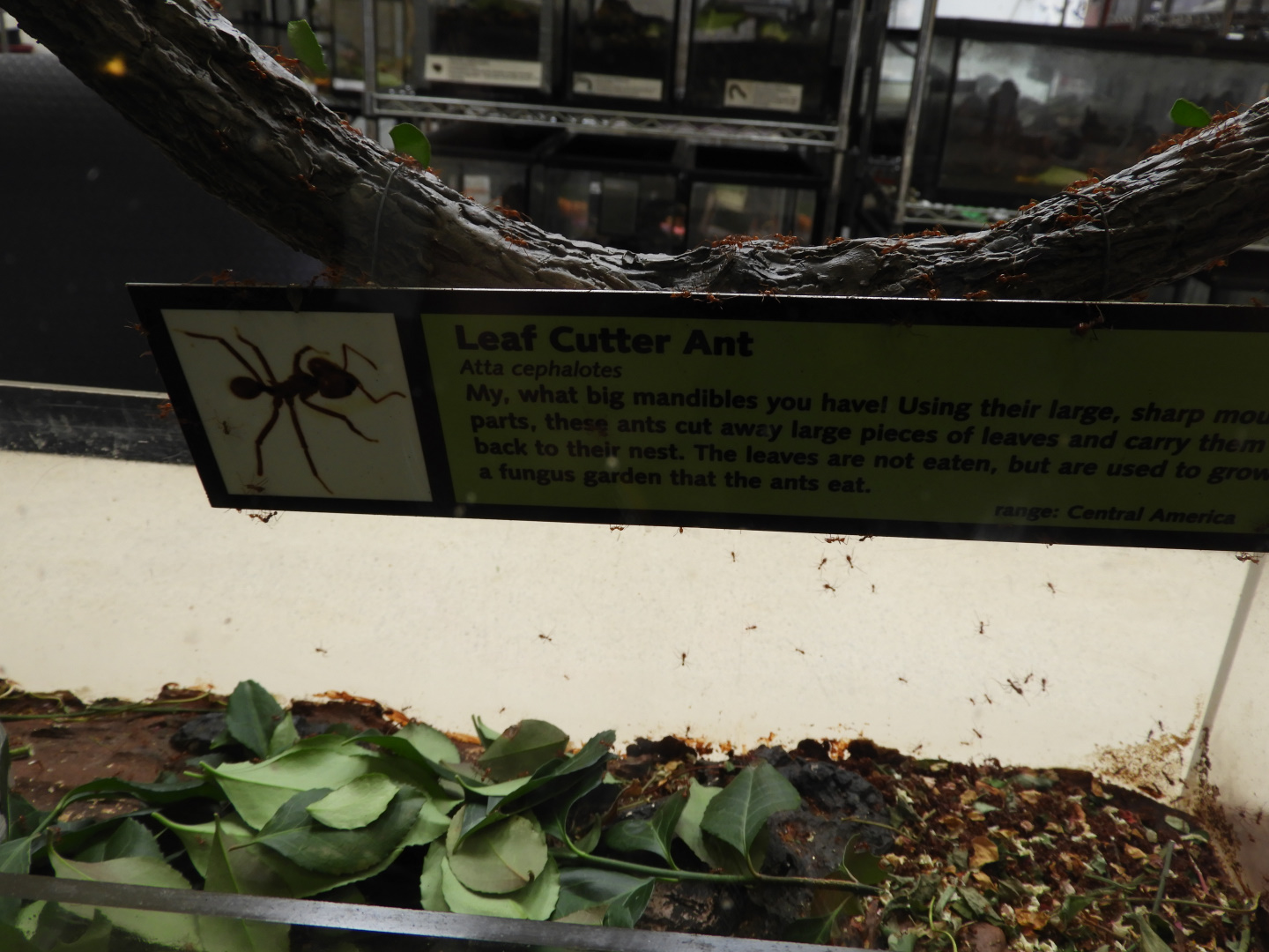 Leaf Cutter Ant sign covered in Leaf Cutter Ants (Atta cephalotes)