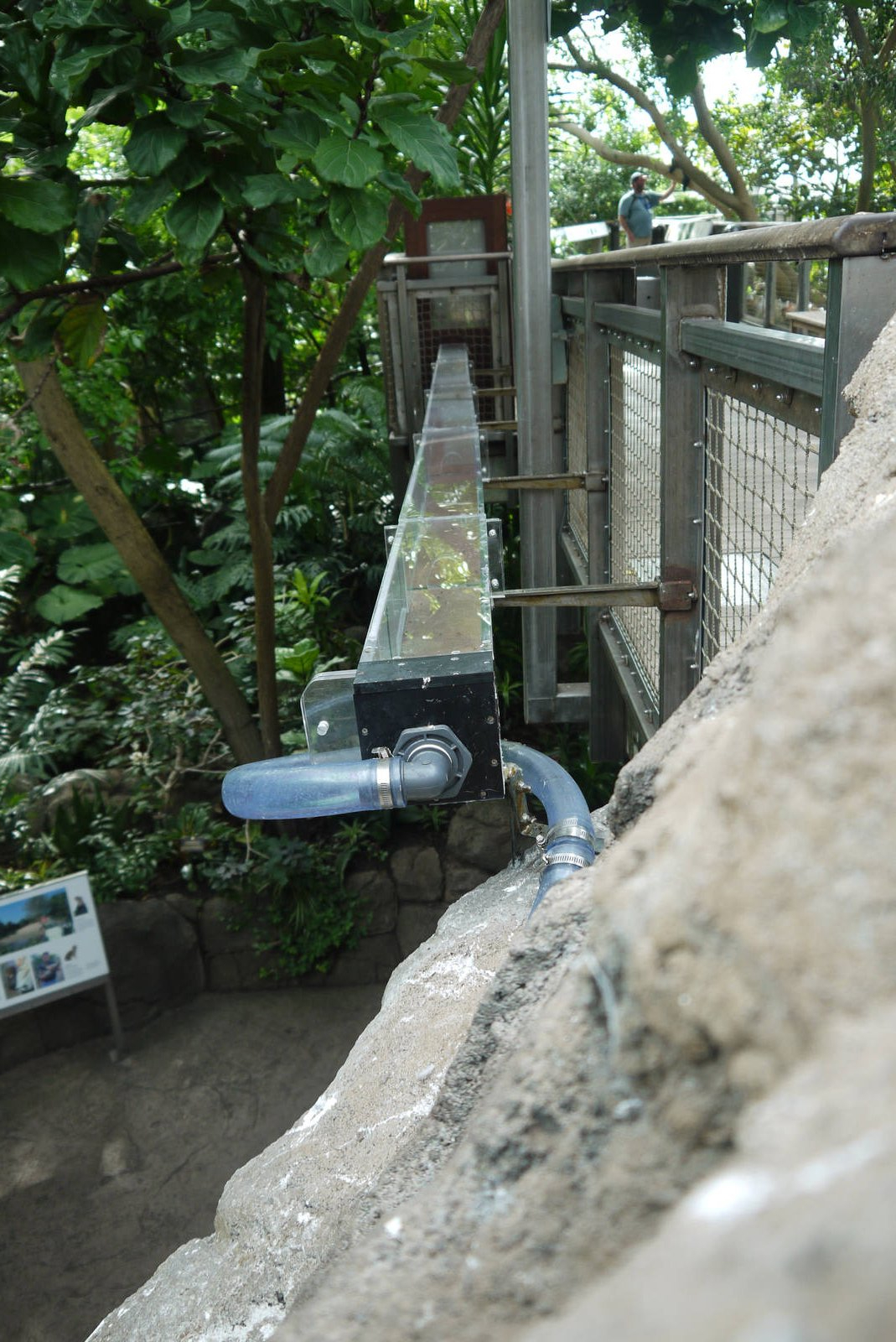 Leaf cutter ant trail