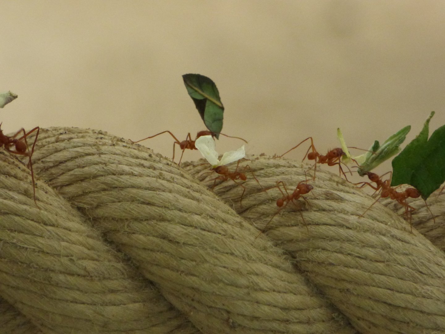 Leaf-cutter Ant