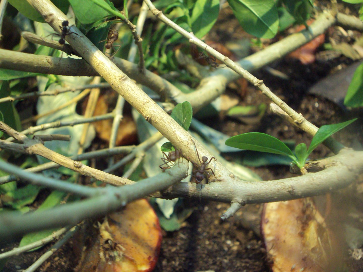 Leaf Cutter Ants (Acromyrmex octospinosus) 28/05/2019