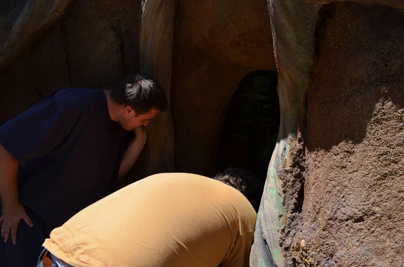 Leaf-Cutter Ants Exhibit