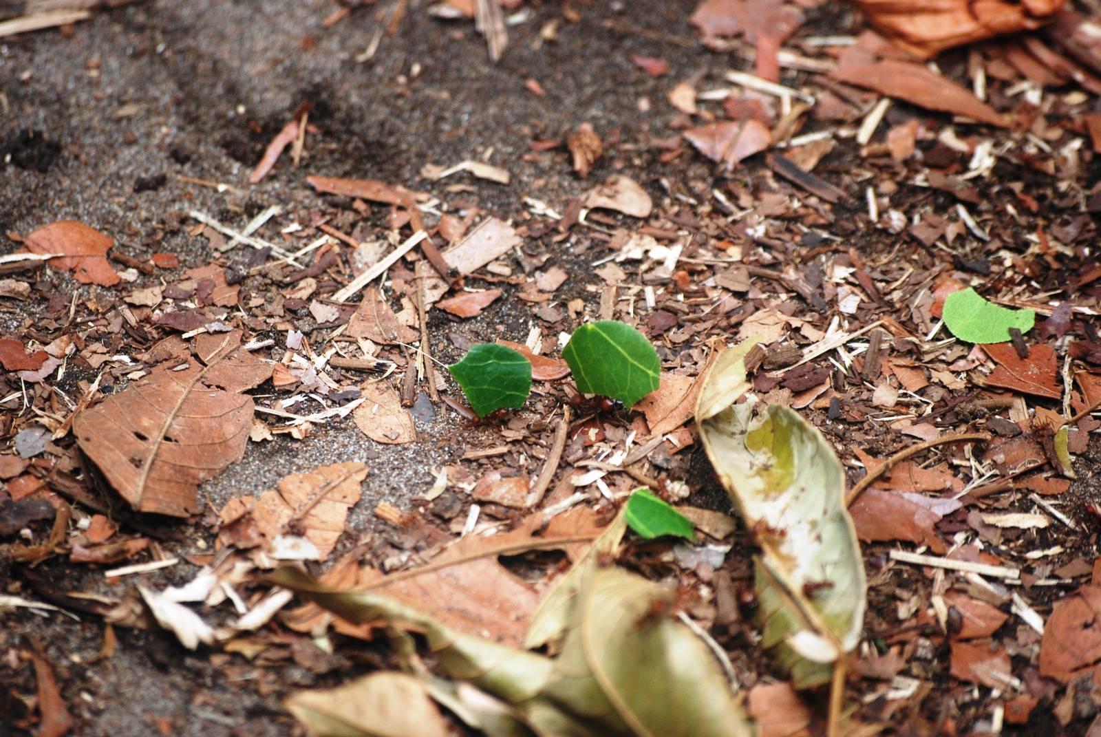Leaf-cutter Ants in Tortuguero, 14/04/14