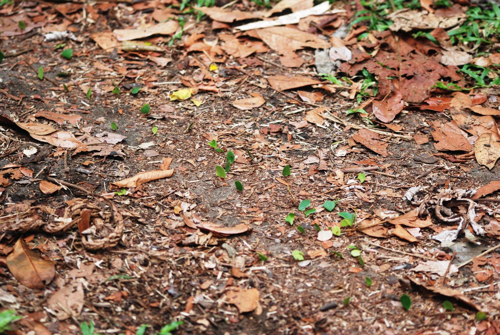 Leaf-cutter Ants in Tortuguero, 14/04/14