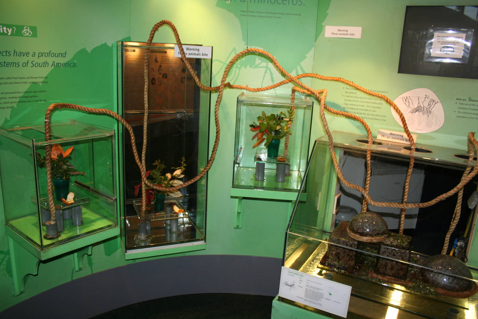 Leaf cutter ants - London 07