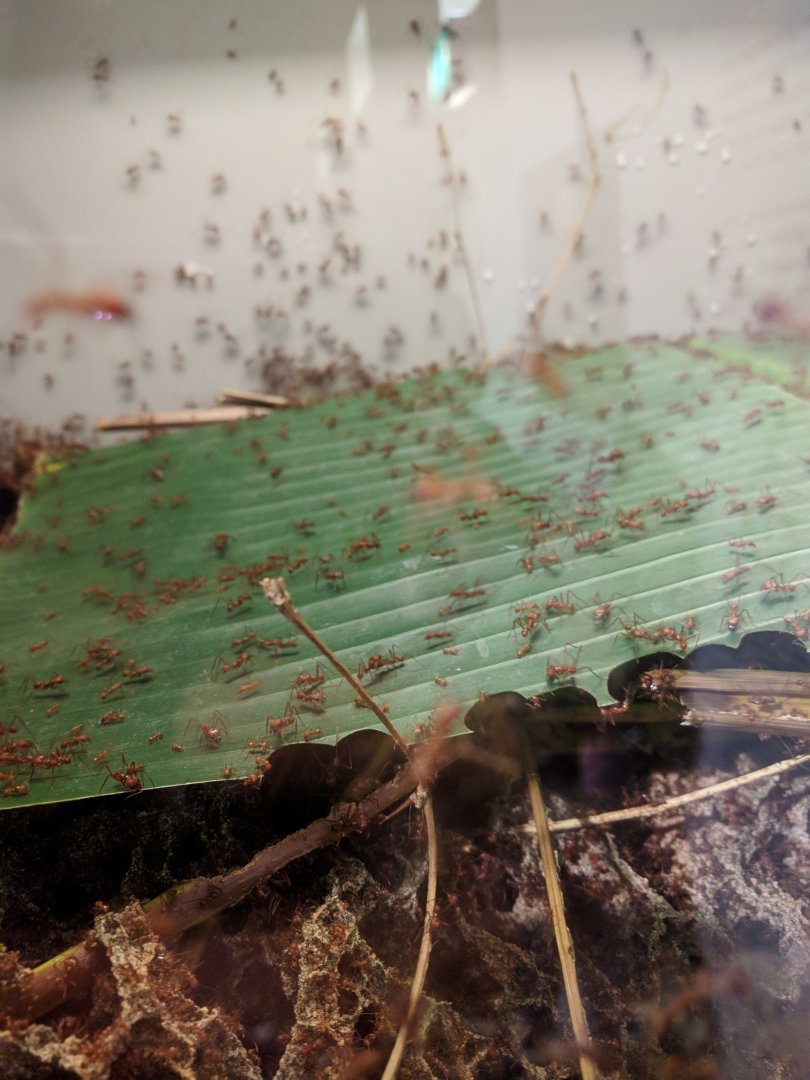 Leaf Cutter Ants Wilhelma 2019