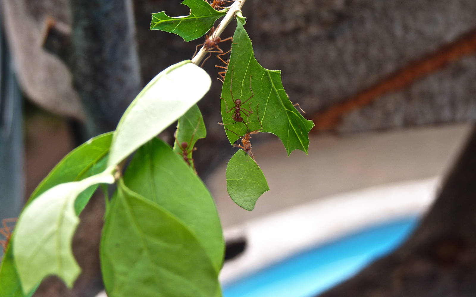Leaf-Cutter Ants