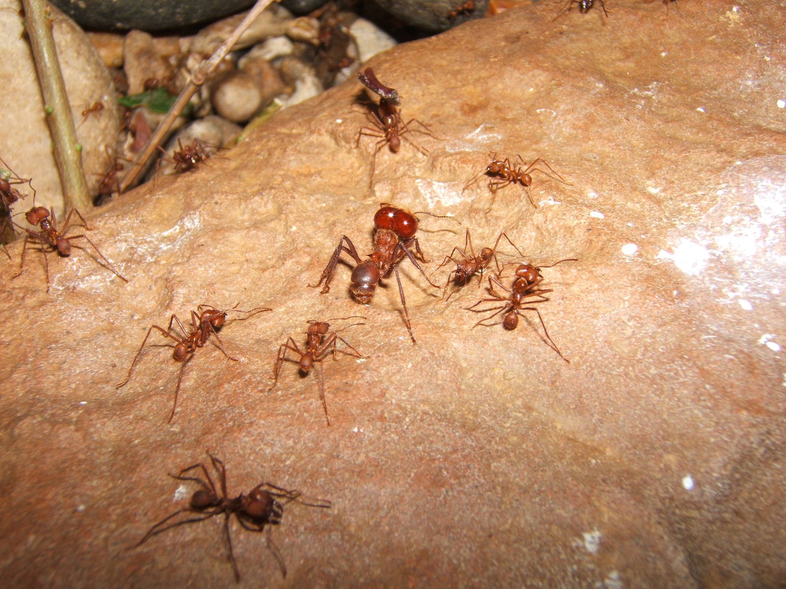 Leaf Cutter Ants