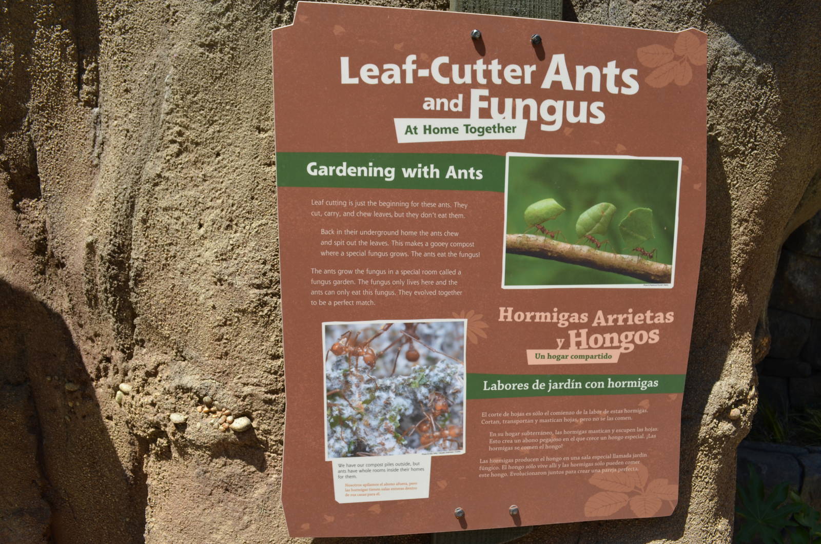 Leaf-Cutter Ants