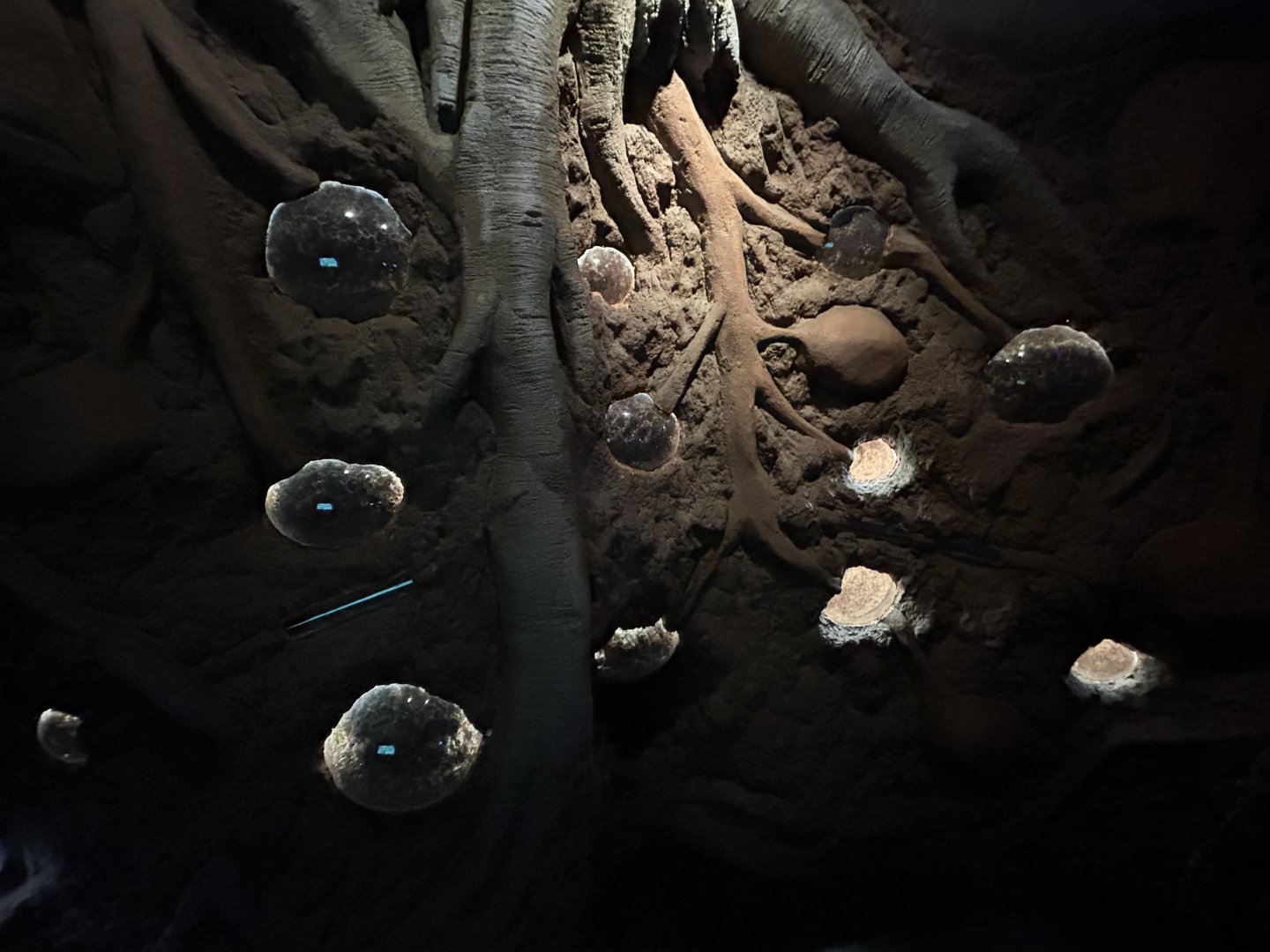 Leaf-cutter Exhibit - Wildlife Explorers Basecamp