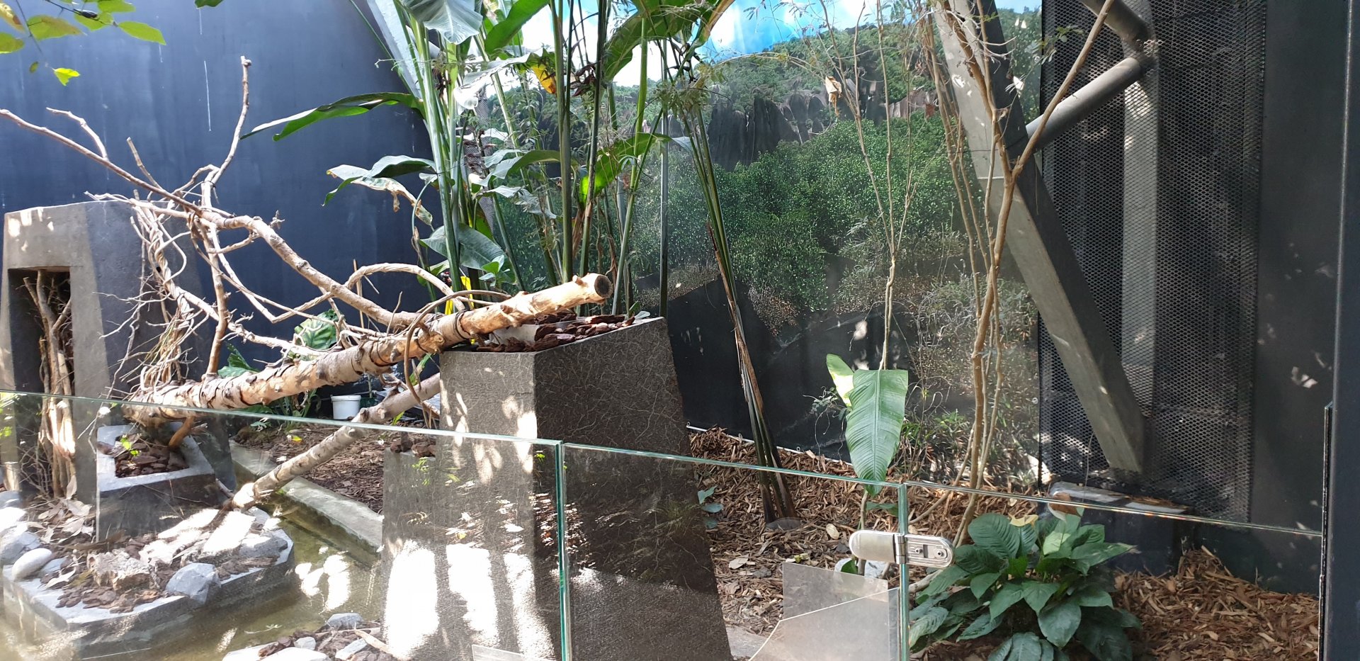 Leaf-cutting ant - enclosure