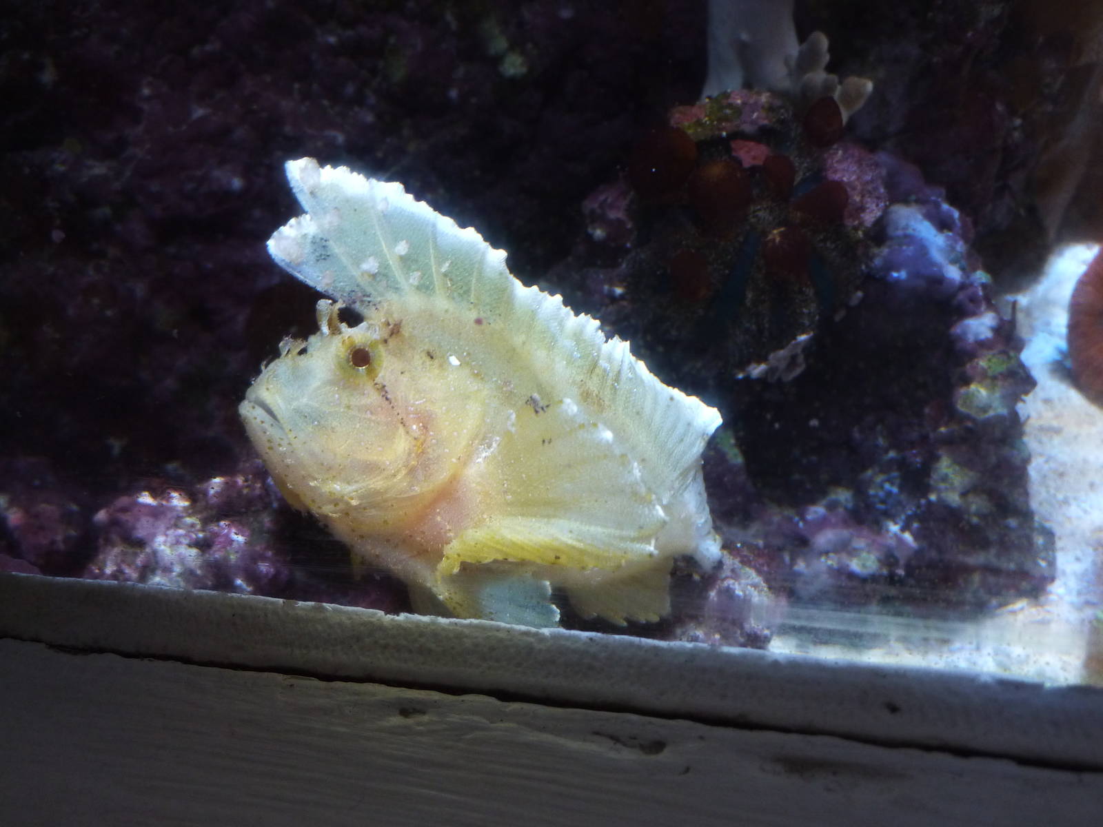 Leaf fish, 6th November 2012.