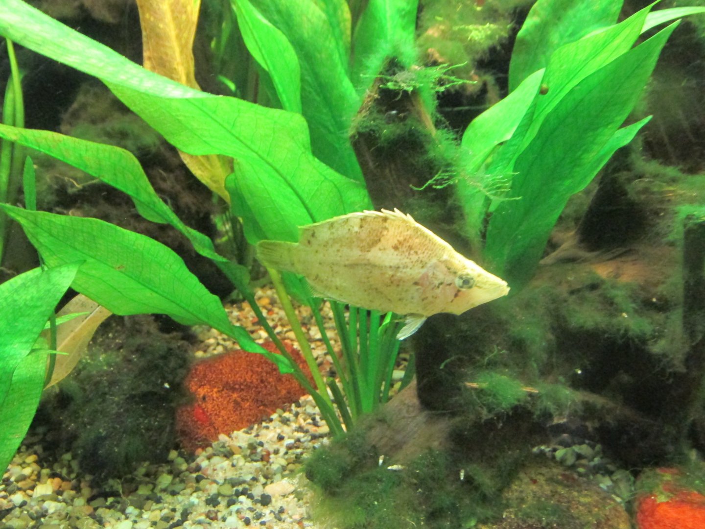leaf fish