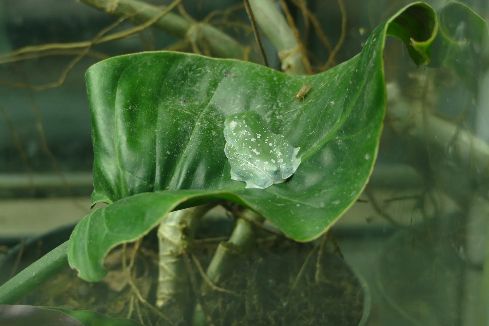 Leaf frog, Amphibian Ark, February 2022