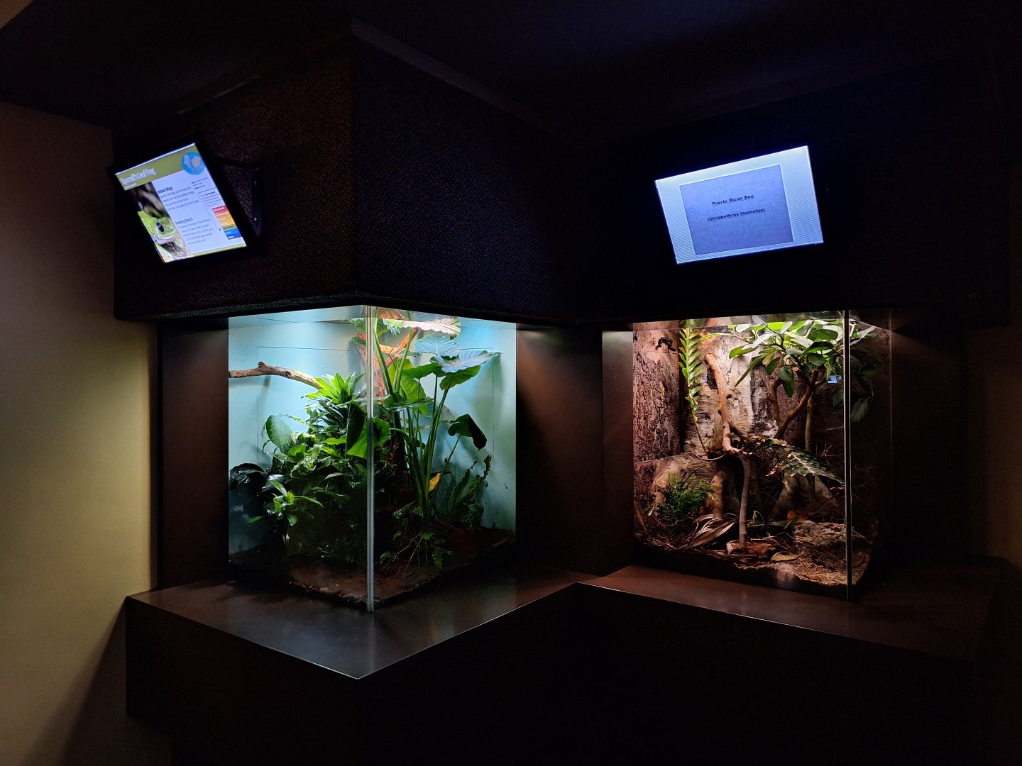 Leaf frog and boa enclosures