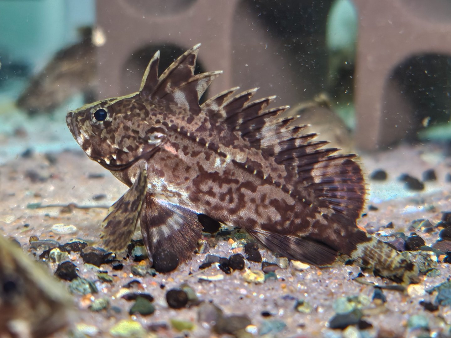 Leaf Goblinfish (Neovespicula depressifrons)