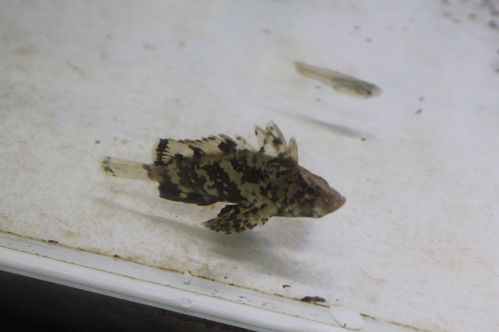 Leaf goblinfish (Neovespicula depressifrons)