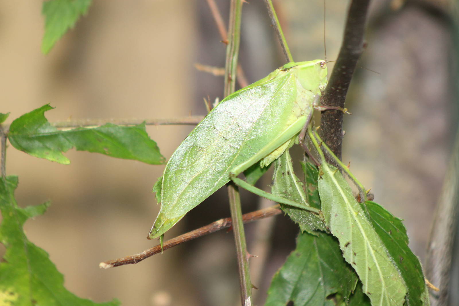 leaf grasshopper species ?