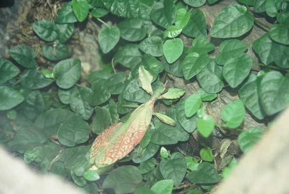 Leaf Insect, Chester Zoo 2007