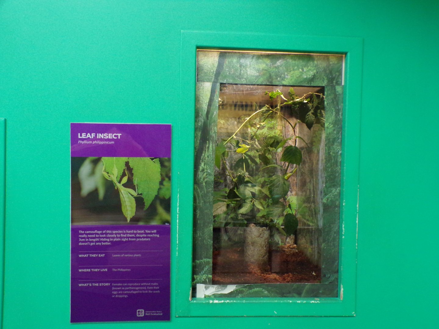 Leaf insect exhibit 11.2.25