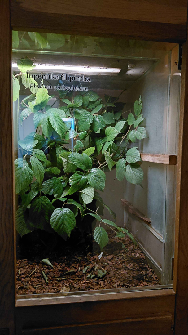 Leaf insect exhibit