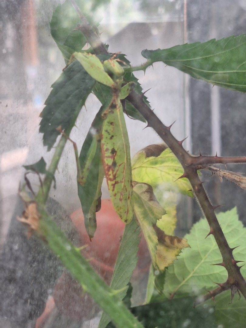 Leaf Insect ID - Lakeland Wildlife Oasis