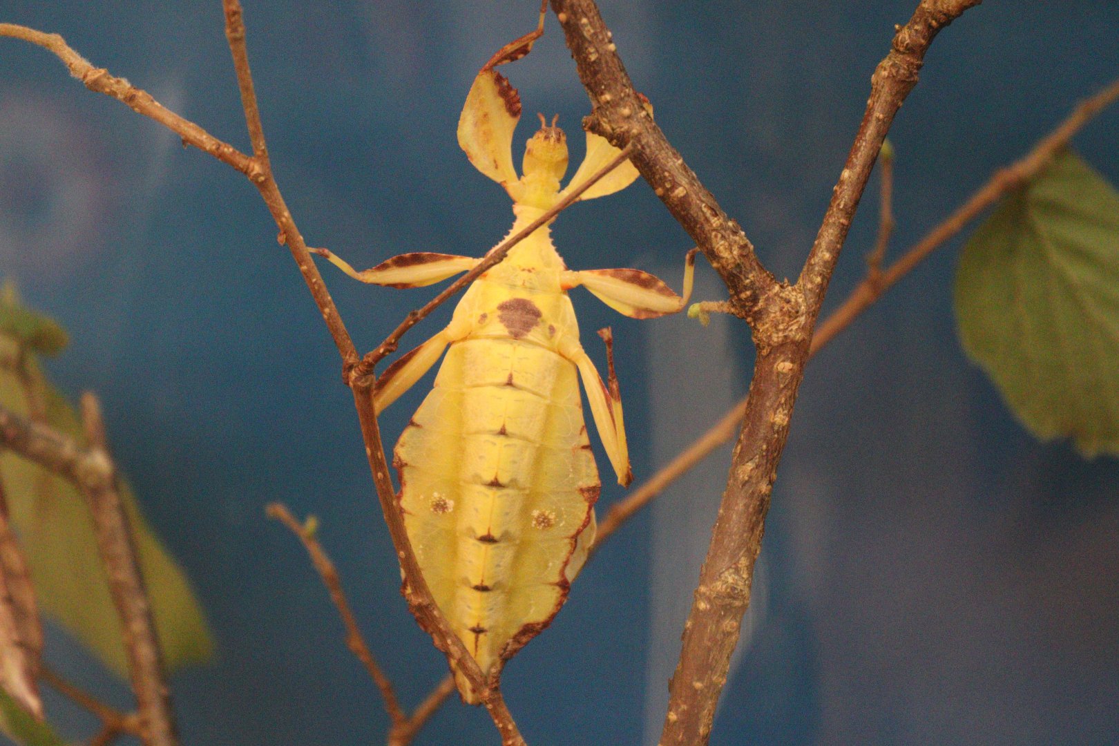 Leaf Insect (Phyllium letiranti 'Tataba') BugParc, 08/2024