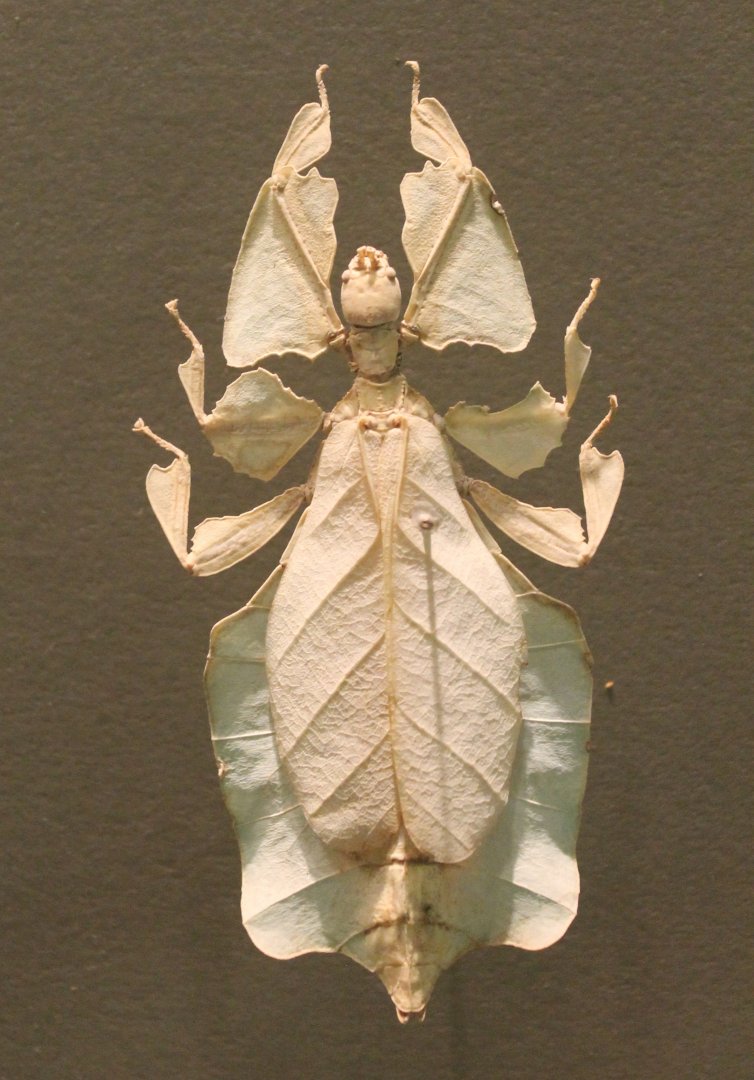 Leaf insect-specimen